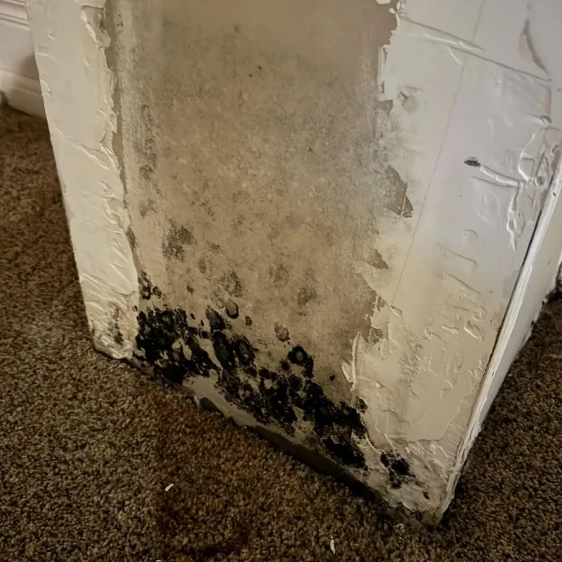 Professional Mold Removal in Jonestown, TX